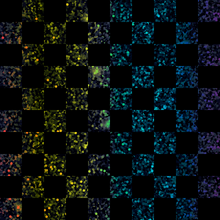 Load image into Gallery viewer, Main 11